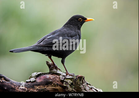 Merle noir (Turdus merula) mâle perché sur souche d'arbre, Belgique, avril. Banque D'Images