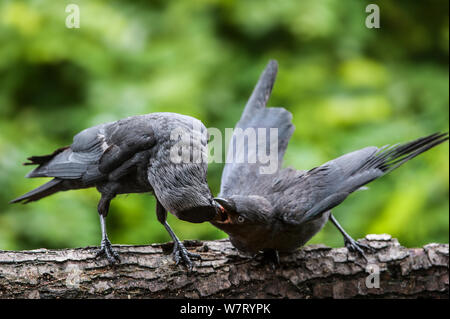 Choucas (Corvus monedula) jeune en arbre, Belgique, juin. Banque D'Images