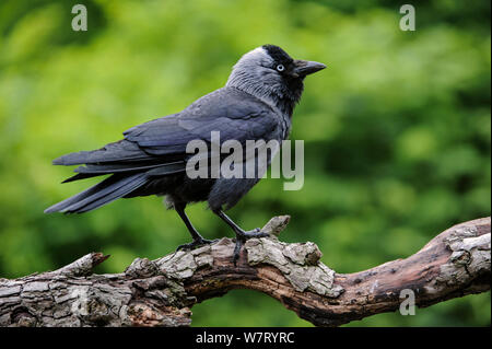 (Corvus monedula choucas européenne / Coloeus monedula) perché sur la direction générale de l'avant-menace avec posture plumage ébouriffé, en Belgique, en juin. Banque D'Images