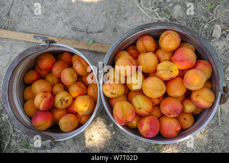 Abricots biologique fraîchement cueillis dans deux seaux Banque D'Images