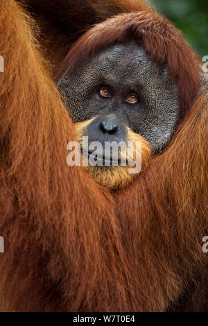 L'orang-outan de Sumatra (Pongo abelii) mâle mature &# 39;Halik&# 39 ; âgés de 26 ans portrait. Parc national de Gunung Leuser, Sumatra, Indonésie. Apr 2012. Remis en état et publié (ou les descendants de ceux qui ont été libérés) entre 1973 et 1995. Banque D'Images