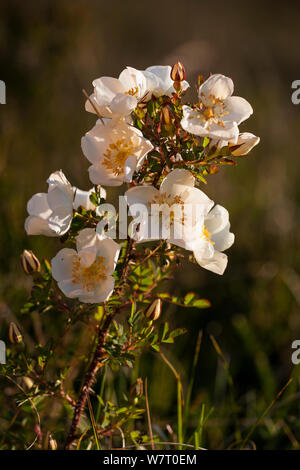 Burnett rose (Rosa pimpinellifolia) floraison sur dunes de sable de l 'Lister' DÃ¼ne réserve naturelle, île de Sylt, mer des Wadden Parc National, Site du patrimoine mondial de l'UNESCO, de l'Allemagne. Banque D'Images