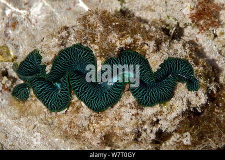 Des bénitiers (Tridacna maxima) dans rockpool sur l'île Heron, le sud de la Grande Barrière de Corail, Queensland, Australie. Banque D'Images