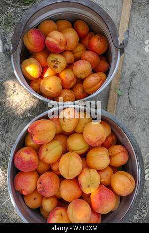 Abricots biologique fraîchement cueillis dans deux seaux Banque D'Images