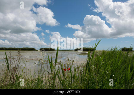 Fleurs sauvages au bord d'un champ de riz y compris les coquelicots (Papaver rhoeas) et le séneçon (Senecio vulgaris) Camargue, France, mai. Banque D'Images