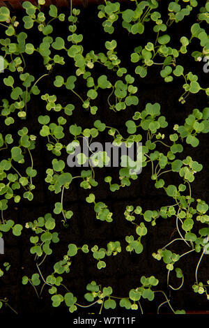 (Rocket Diplotaxis tenuifolia) germant, Cidamos Gardens, Alpilles, France, octobre. Banque D'Images