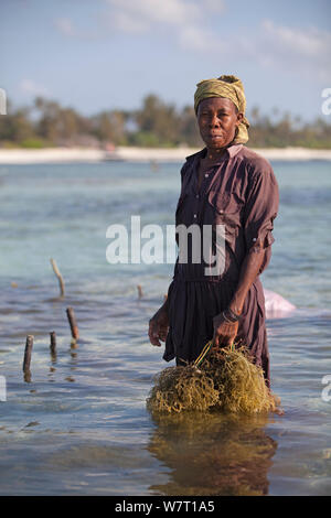 Femme de Zanzibar à marée basse avec des algues récoltées (Eucheuma spinosum) Matemwe, Zanzibar, Tanzanie Banque D'Images