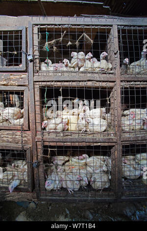 Poulets en cage, Dar es Salaam, Tanzanie Banque D'Images