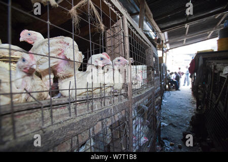 Poulets en cage, Dar es Salaam, Tanzanie Banque D'Images