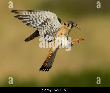 Homme crécerelle d'Amérique (Falco sparverius), atterrissage avec grasshopper proie, Colorado, USA, Juillet Banque D'Images