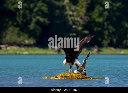 Pygargue à tête blanche (Haliaeetus leucocephalus) avec Mew Gull (Larus canus) proies Knight Inlet, île de Vancouver, Colombie-Britannique, Canada, juillet. Banque D'Images