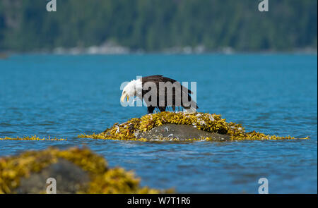 Pygargue à tête blanche (Haliaeetus leucocephalus) sur rock dépose Mew Gull (Larus canus) plumes avant de nourrir, Knight Inlet, île de Vancouver, Colombie-Britannique, Canada, juillet. Banque D'Images