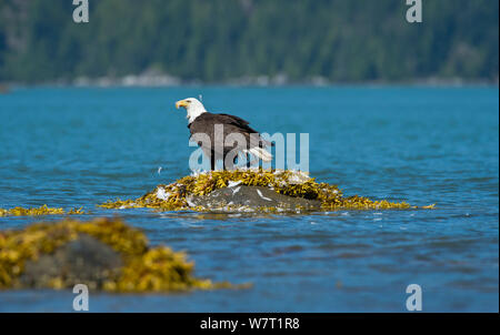 Pygargue à tête blanche (Haliaeetus leucocephalus) sur rock dépose Mew Gull (Larus canus) plumes avant de nourrir, Knight Inlet, île de Vancouver, Colombie-Britannique, Canada, juillet. Banque D'Images