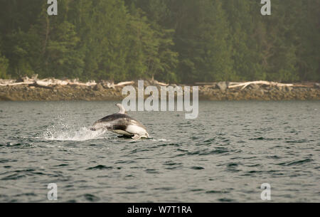 Dauphin à flancs blancs du Pacifique (Lagenorhynchus obliquidens) marsouinage, Knight Inlet, sur la côte est, British Columbia, Canada, juillet. Banque D'Images