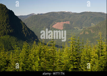 Plantation commerciale, dans les montagnes de Sayward, Côte Est, l'île de Vancouver, Colombie-Britannique, Canada, juillet 2013. Banque D'Images