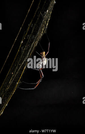 À pattes baguées globe doré-Spider web (Nephila senegalensis), Phinda Private Game Reserve, Afrique du Sud, février. Banque D'Images