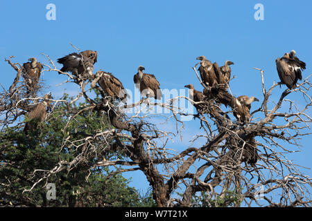 Les vautours adossés blanc (Gyps africanus) perchées dans un arbre mort, Kgalagadi Transfrontier Park, Afrique du Sud, janvier. Banque D'Images