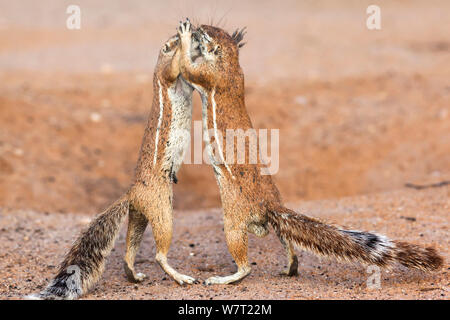 Homme et femme (Ha83 inauri)s'interaction, Kgalagadi Transfrontier Park, Northern Cape, Afrique du Sud, février. Banque D'Images