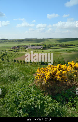 Les terres agricoles à mélanger de pâturage avec la floraison des ajoncs d'Europe (Ulex europaeus), Rouge (Silene dioica) floraison dans un mélange de pollen et de nectar flower patch, des terres arables et des bâtiments de ferme, Marlborough Downs, Wiltshire, Royaume-Uni, juin. Banque D'Images