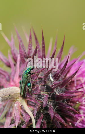 Homme d'épaisseur de fleurs à pattes enflées-thighed / beetle beetle (Oedemera nobilis) reposant sur une Hoche / Musc chardon (Carduus nutans) floraison dans le pollen et le Nectar d'un mélange de fleurs en bordure d'une récolte d'orge, Marlborough Downs, Wiltshire, Royaume-Uni, juillet. Banque D'Images