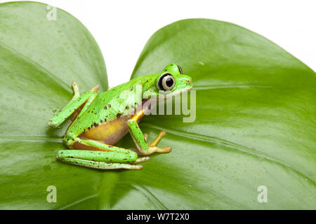 Hylomantis Lemur Leaf Frog (lemur) une espèce en voie de disparition, captive de l'Amérique centrale Banque D'Images