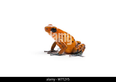 Strawberry poison dart frog (Oophaga pumilio) de l'Amérique centrale. Banque D'Images