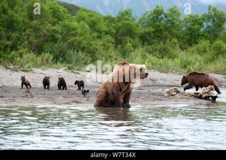 L'ours brun du Kamtchatka (Ursus arctos beringianus) et distant, le Kamchatka, l'Extrême-Orient de la Russie, en août. Banque D'Images