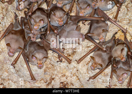 Bats à nez de feuilles (Hipposideros ou Macronycteris vittatus [vittata]), colonie dans une grotte, sur la côte du Kenya. Banque D'Images