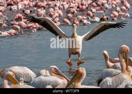 Grand Pélican blanc (Pelecanus onocrotalus) l'atterrissage pour rejoindre ses compagnons avec des flamants sur arrière-plan, le lac Nakuru, au Kenya. Banque D'Images