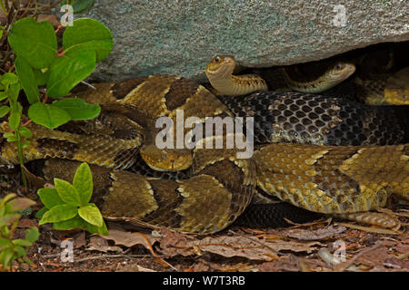 Le crotale des bois (Crotalus horridus) les femelles gravides basking pour amener les jeunes à long terme, couleuvre rayée (Thamnophis sirtalis) également visible dans le groupe. New York, USA. Banque D'Images