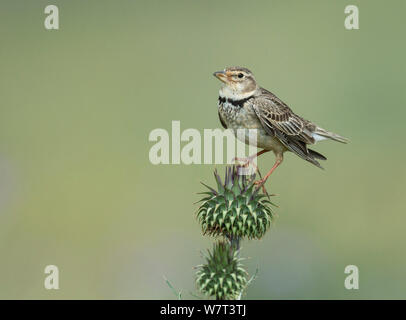 Calandre (Melanocorypha calandra) perché sur un chardon, Castro Verde, Alentejo, Portugal, Avril Banque D'Images