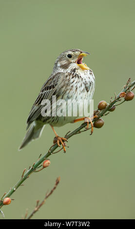 Bruant Proyer (Emberiza calandra) perché sur une tige asphodel, chant, Castro Verde, Alentejo, Portugal, avril. Banque D'Images