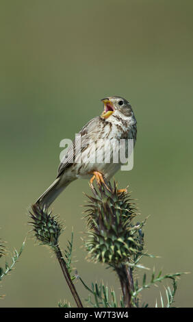 Bruant Proyer (Emberiza calandra) perché sur un chardon, chef de chant, de Castro Verde, Alentejo, Portugal, avril. Banque D'Images