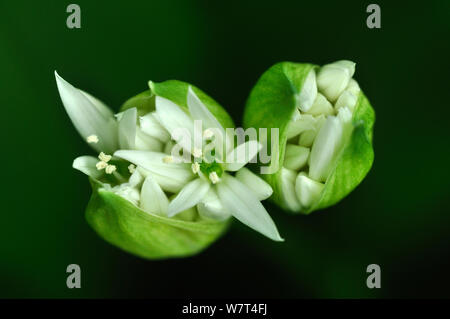 Ramsons (Allium ursinum) briser les boutons de fleurs au printemps, Dorset, UK. Peut Banque D'Images