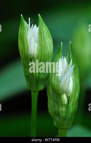 Ramsons ou l'ail des ours (Allium ursinum) briser les boutons de fleurs au printemps. Dorset, UK. Peut Banque D'Images