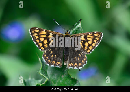 Duc de Bourgogne fritillary (Hamearis lucina) papillon, UK Banque D'Images
