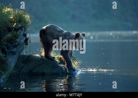 Les jeunes ours brun (Ursus arctos) à la recherche de nourriture sur les rives de la lagune d'Anan Creek, Alaska, juillet. Banque D'Images