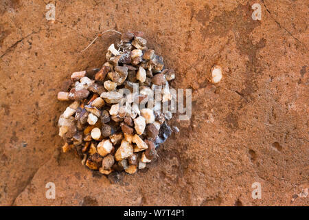 Potter ou mason wasp nest (Delta emarginatum), région de Kunene, la Namibie, l'Afrique, Mai Banque D'Images