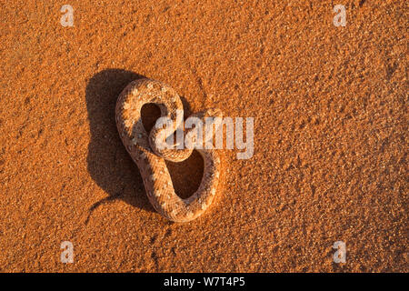 Peringuey&# 39;s Sidewinding / adder adder (Bitis peringueyi), Désert du Namib, Namibie, Mai Banque D'Images
