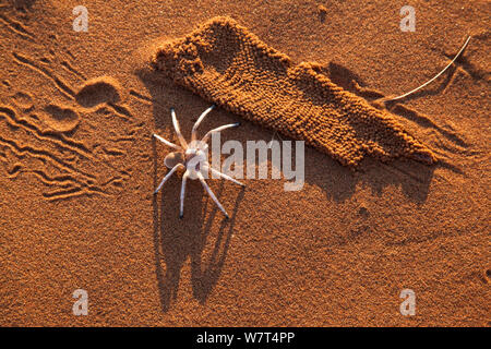 Dancing white lady spider (Leucorchestris arenicola), avec doublure en soie de Burrow (exhumés par jackal), Désert du Namib, Namibie, mai. Banque D'Images