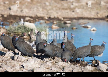 Pintade de Numidie (Numida meleagris), Etosha National Park, Namibie, Mai Banque D'Images