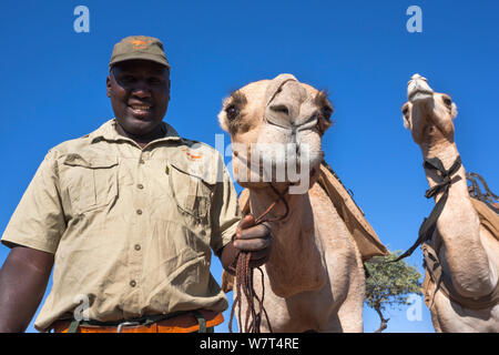 Save the Rhino Trust zass hotel membre de l'équipe de patrouille Hans Ganaseb avec des chameaux, région de Kunene, Namibie, Mai 2013 Banque D'Images