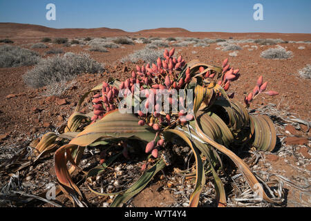 Welwitschia Welwitschia (plante femelle mirabilis), les cônes dans la région de Kunene, fleur, la Namibie, l'Afrique, Mai Banque D'Images