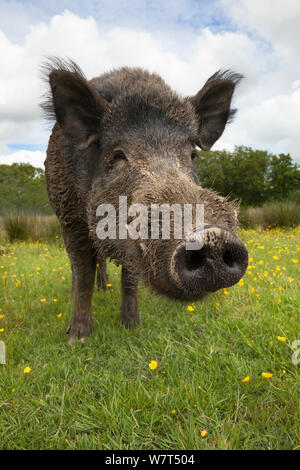 Le sanglier (Sus scrofa), Royaume-Uni, juin Banque D'Images