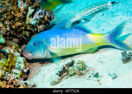 Yellowsaddle (Parupeneus cyclostomus Rouge-barbet) la chasse de petites proies dans les branches. L'Egypte, Mer Rouge. Banque D'Images