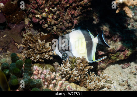 Mort d'un idole maure, (Zanclus cornutus) reposant sur les récifs coralliens, partie de mourir au loin dans les Maldives, cause inconnue, aux Maldives. Banque D'Images