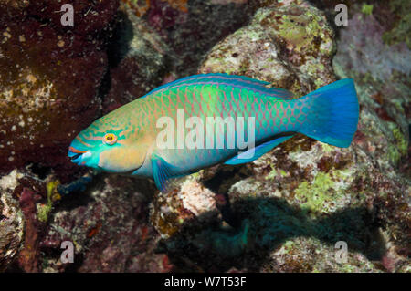 Rusty le perroquet (Scarus ferrugineus), plage de Mer Rouge, le golfe d'Aden et le golfe Persique. L'Egypte, Mer Rouge. Banque D'Images