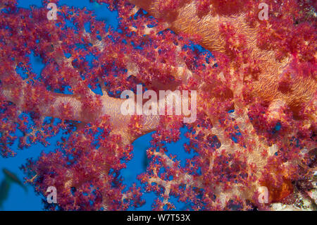 Soft coral (Dendronephthya sp) montrant les spicules intégré / les sclérites. L'Egypte, Mer Rouge. Banque D'Images