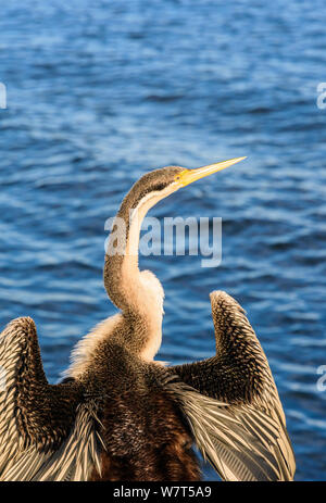 Le dard de l'Australie et de l'oiseau de l'eau dans ses ailes de séchage au soleil sur les rives de la rivière Swan, Perth, Australie occidentale Banque D'Images