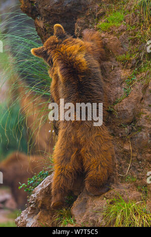 L'ours brun (Ursus arctos) escalade, captive, parc de Cabarceno, Cantabria, Espagne, juin. Banque D'Images